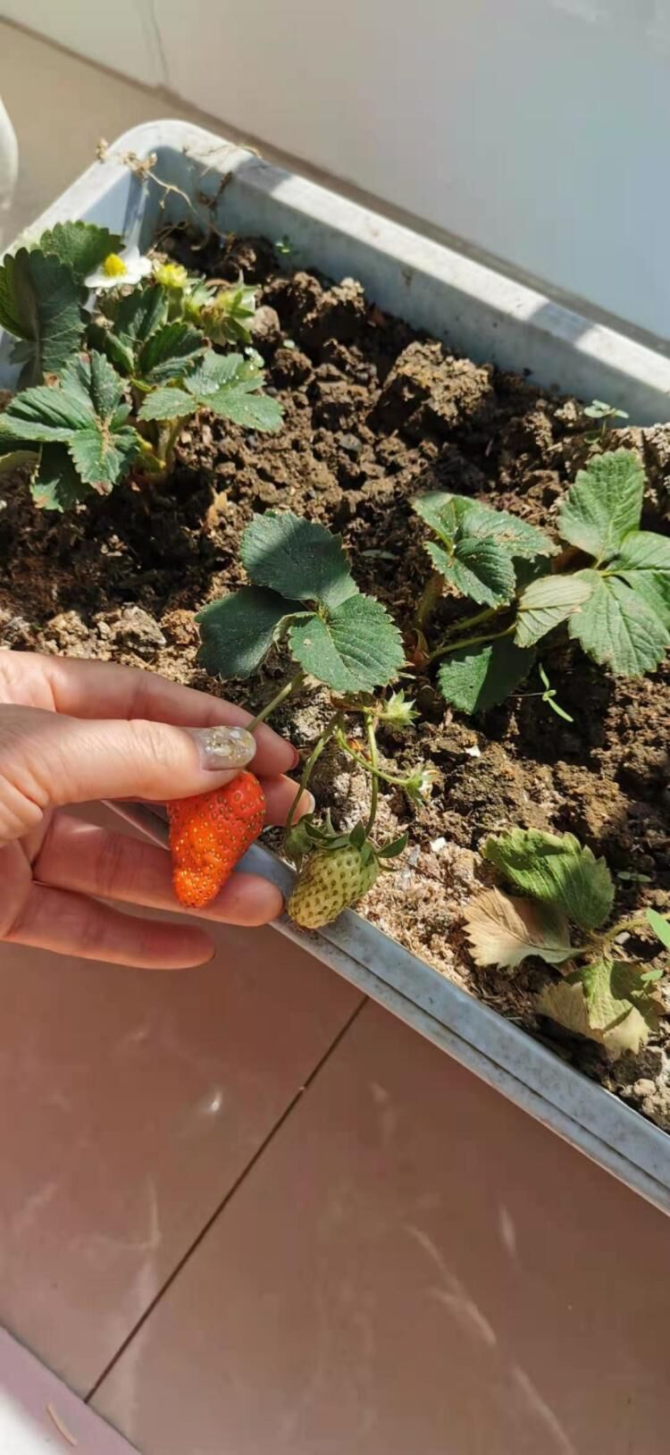 春天里的第一颗草莓