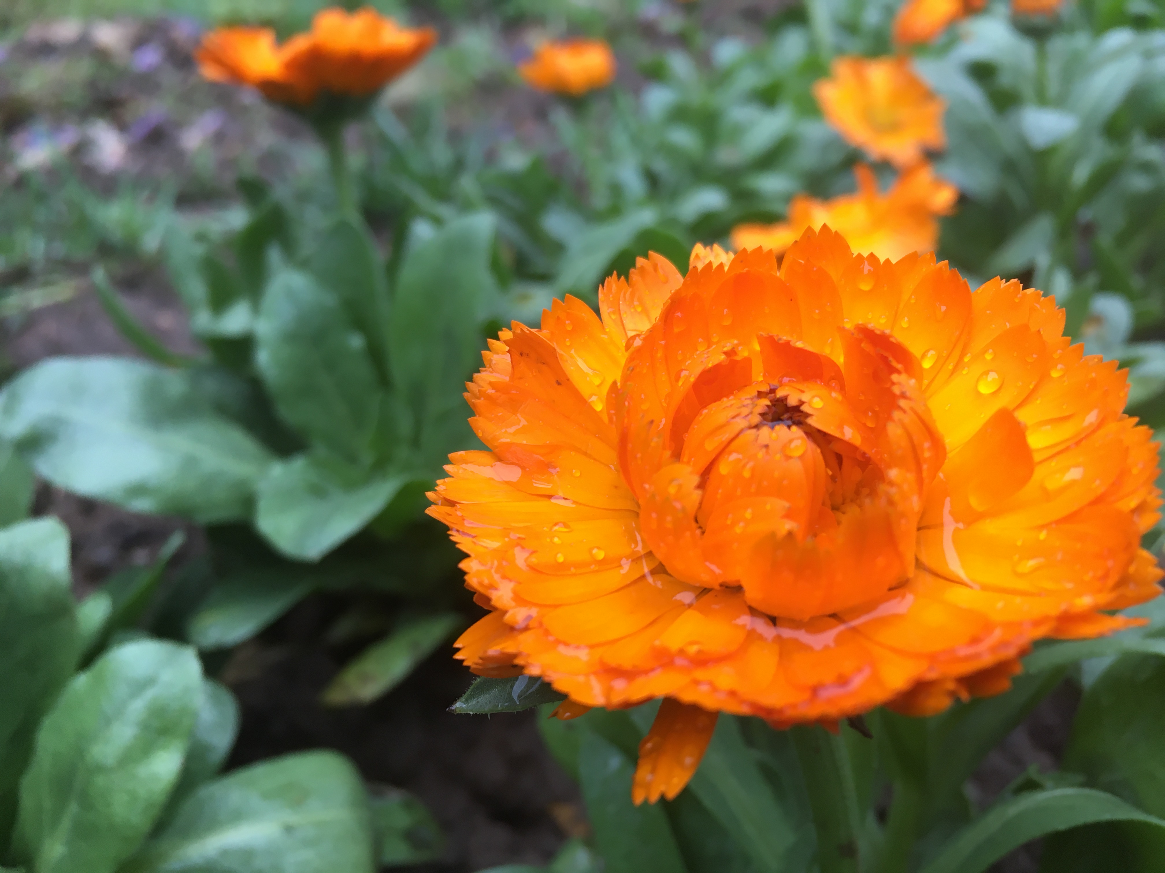 春意如雨般悠悠 春意如雨般悠悠