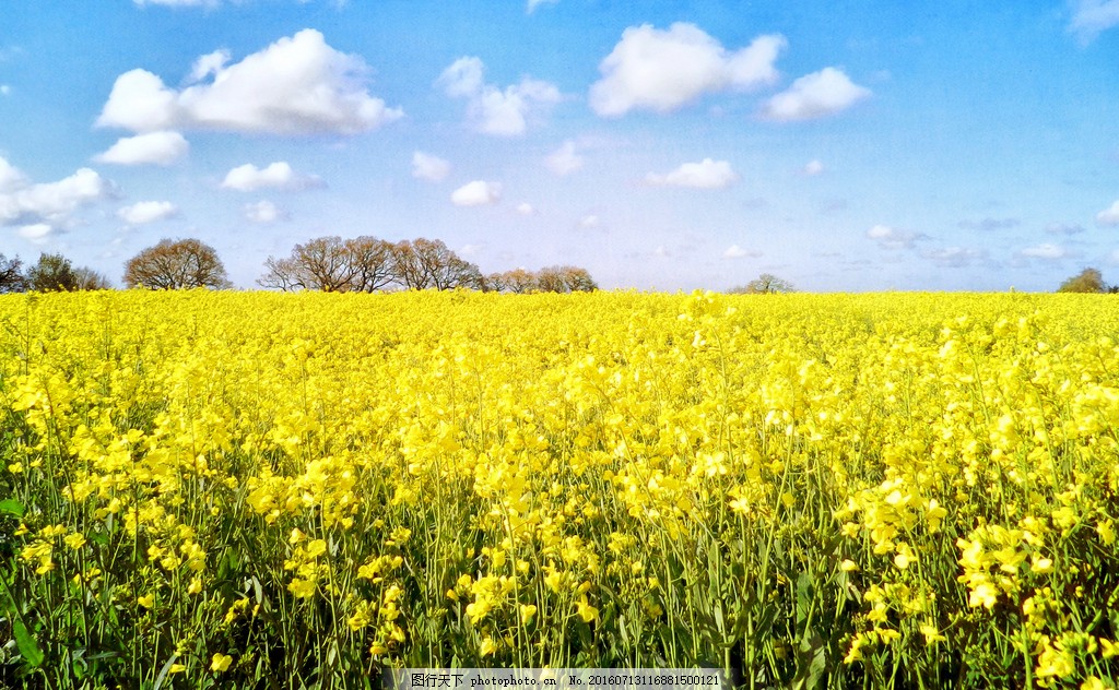 油菜金黄，素履以往