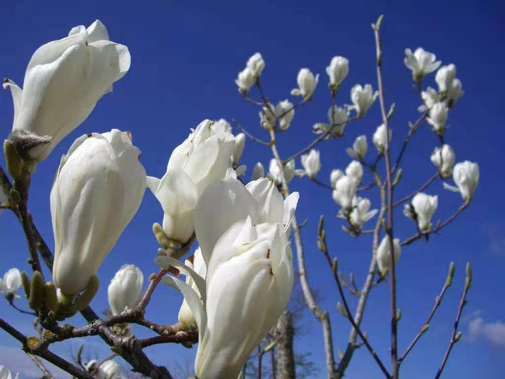 钢城满园闹春花 钢城满园闹春花