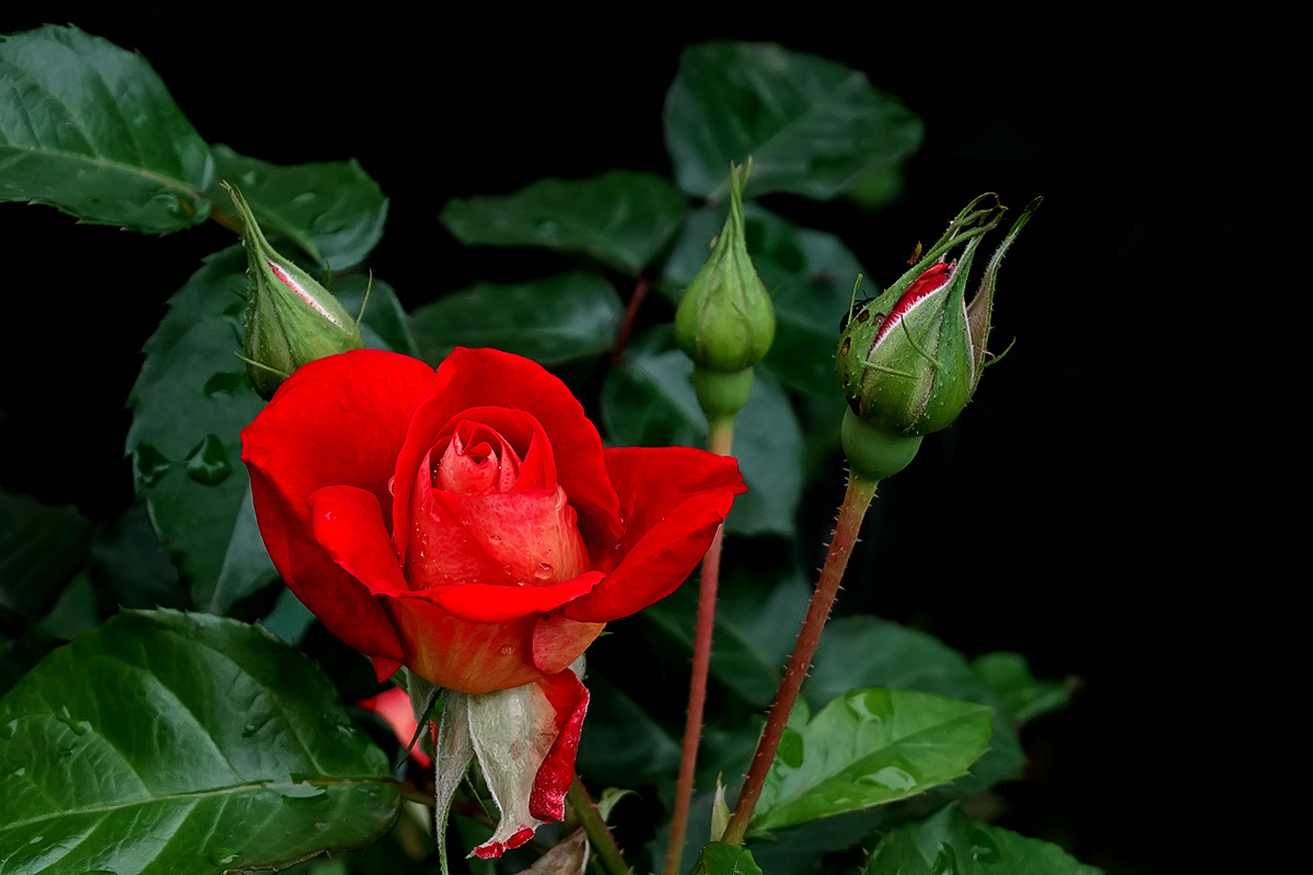 我是钢铁路上的一朵花