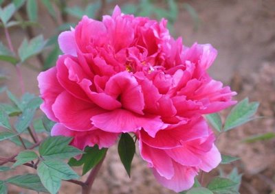 我是钢铁路上的一朵花