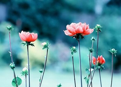 我是钢铁路上的一朵花