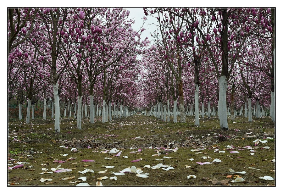 玉兰花开,念母情浓 玉兰花开,念母情浓