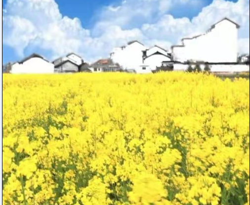 行走在油菜花海的田间