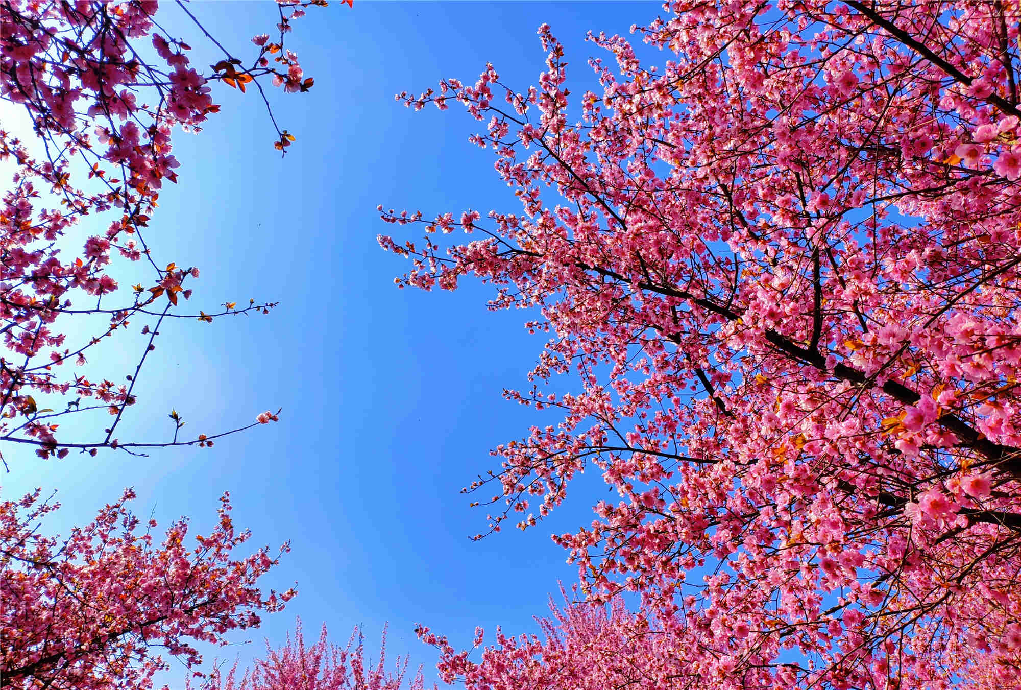 秦川三月寻觅春的味道 秦川三月寻觅春的味道