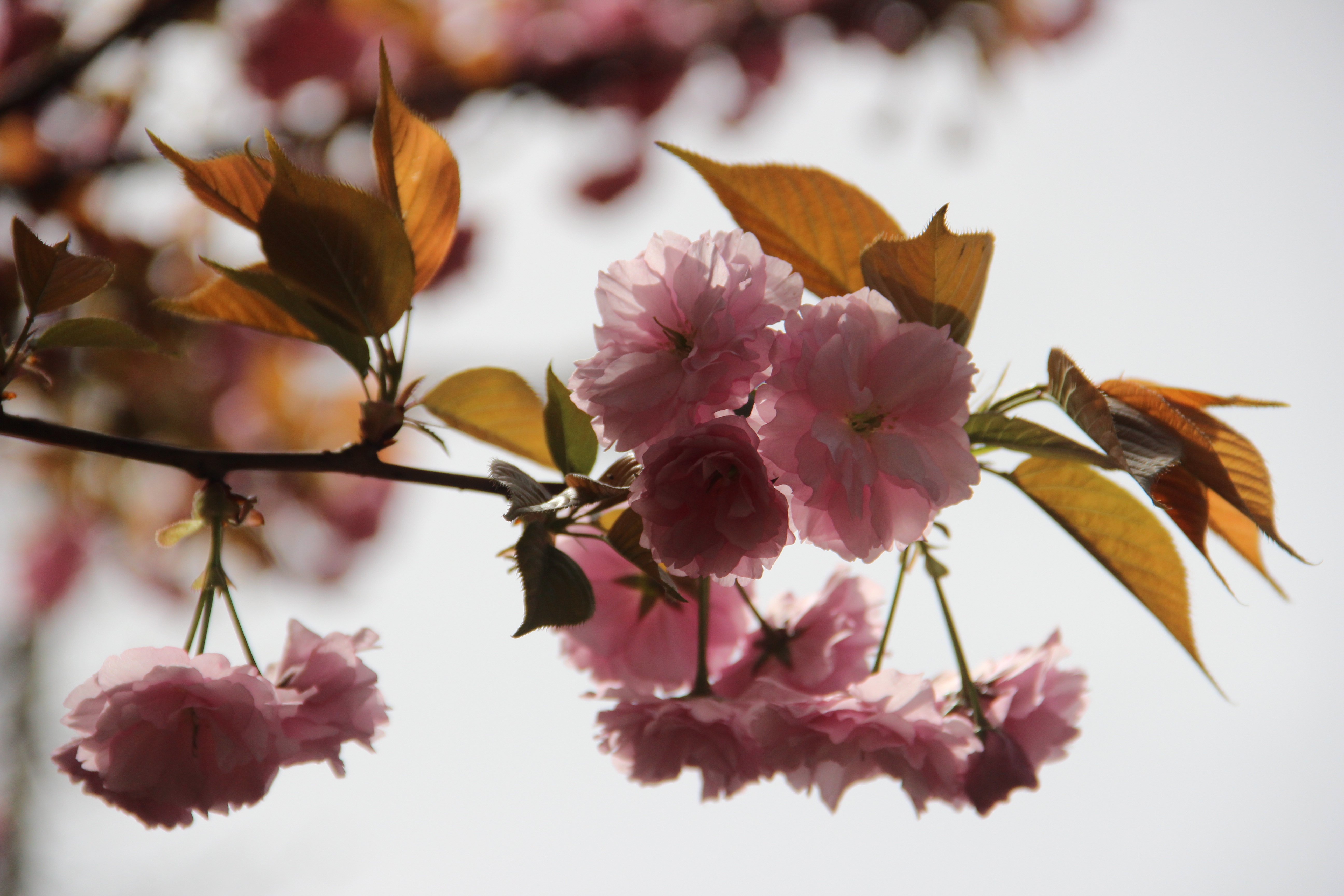 仲春之月  风送窗前