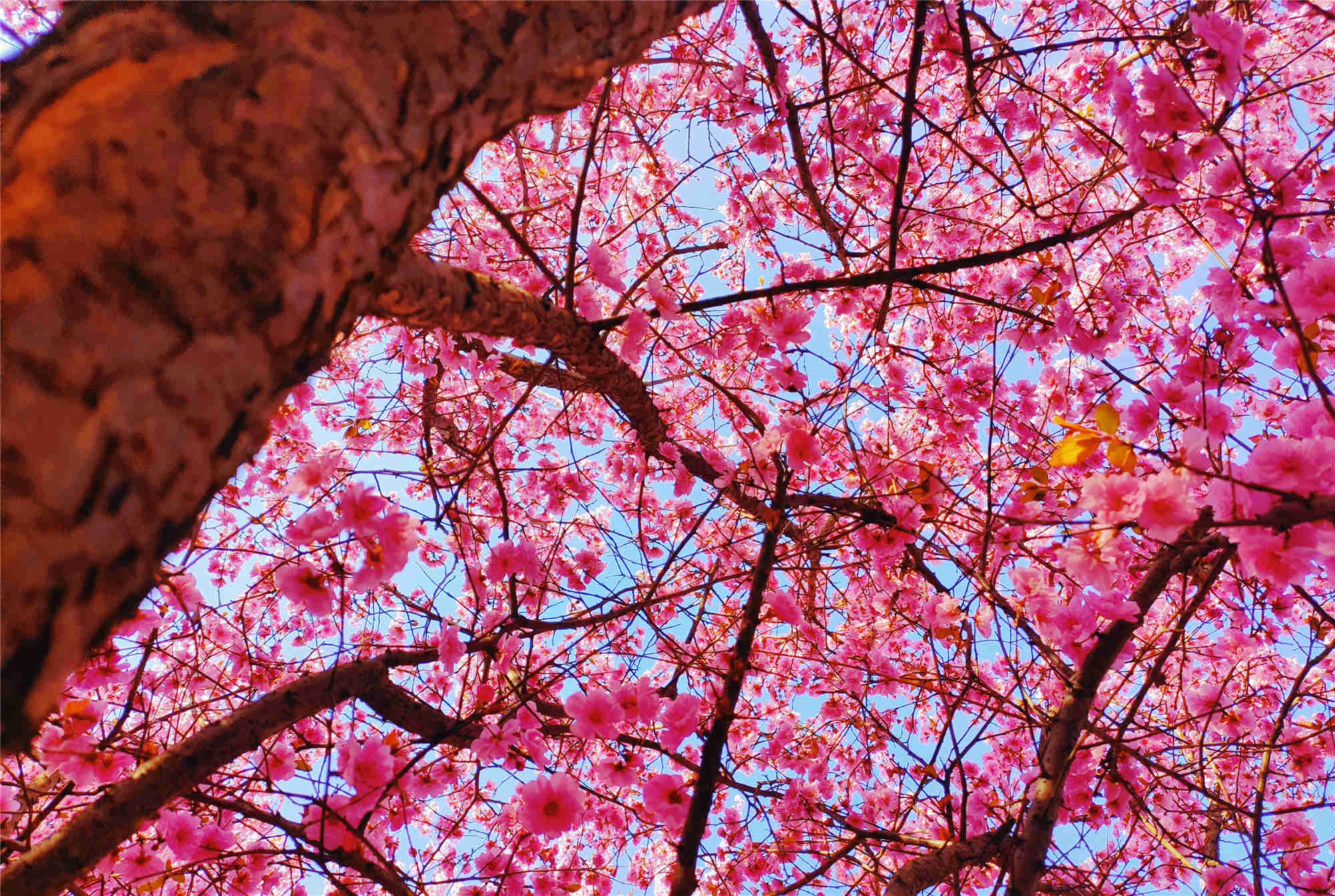 山也醉樱花 云脚乱蹒跚