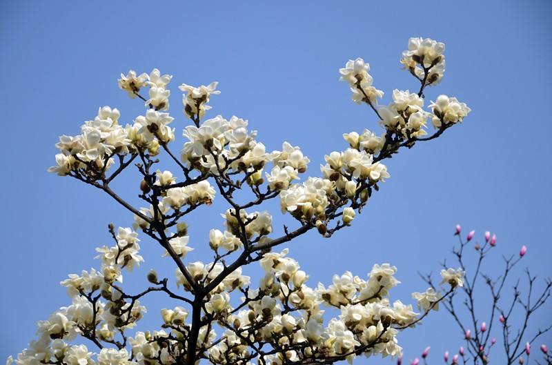 最盛大的灿烂 最盛大的灿烂