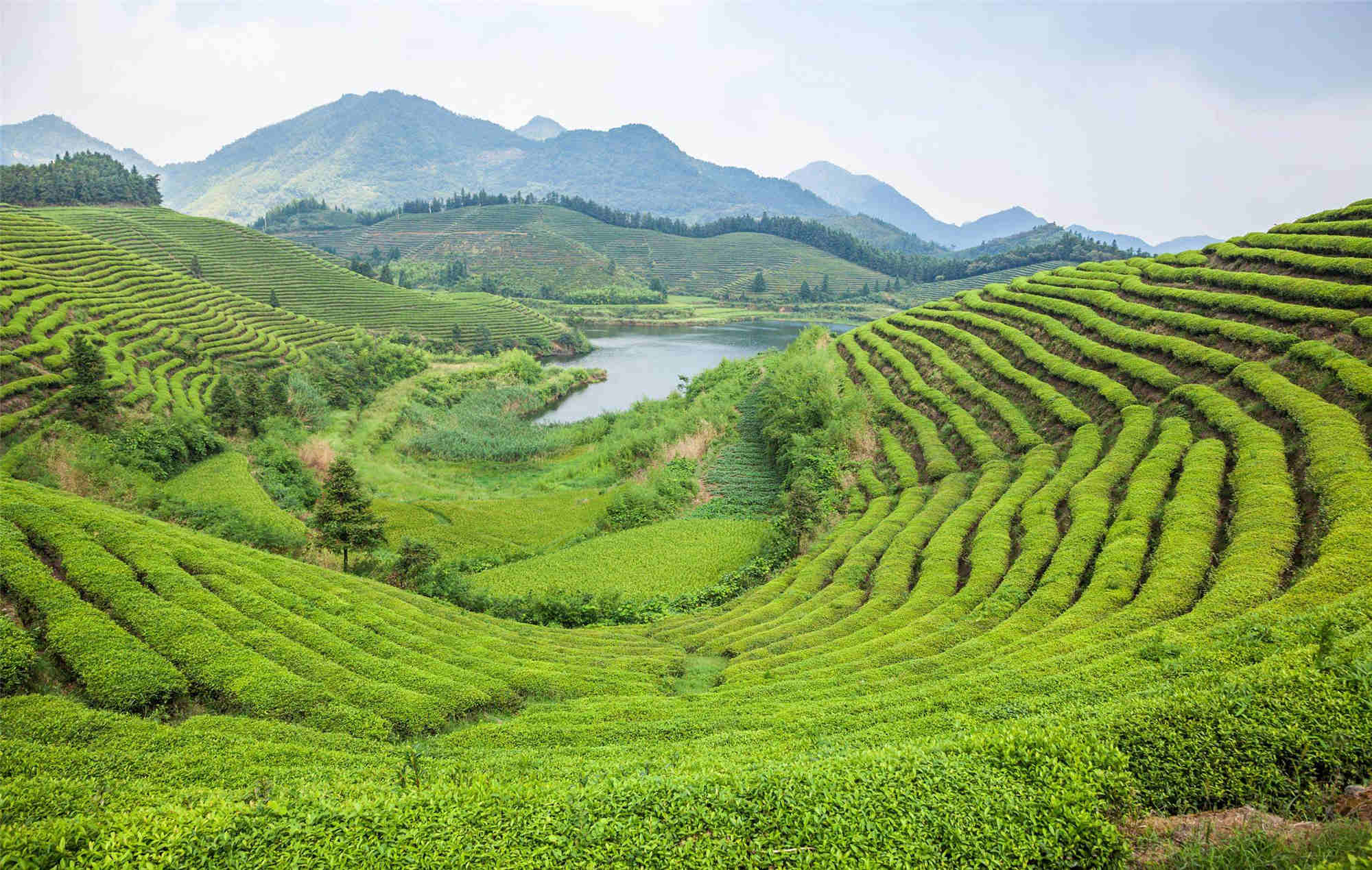 一抹绿意 一抹茶情 一抹绿意 一抹茶情