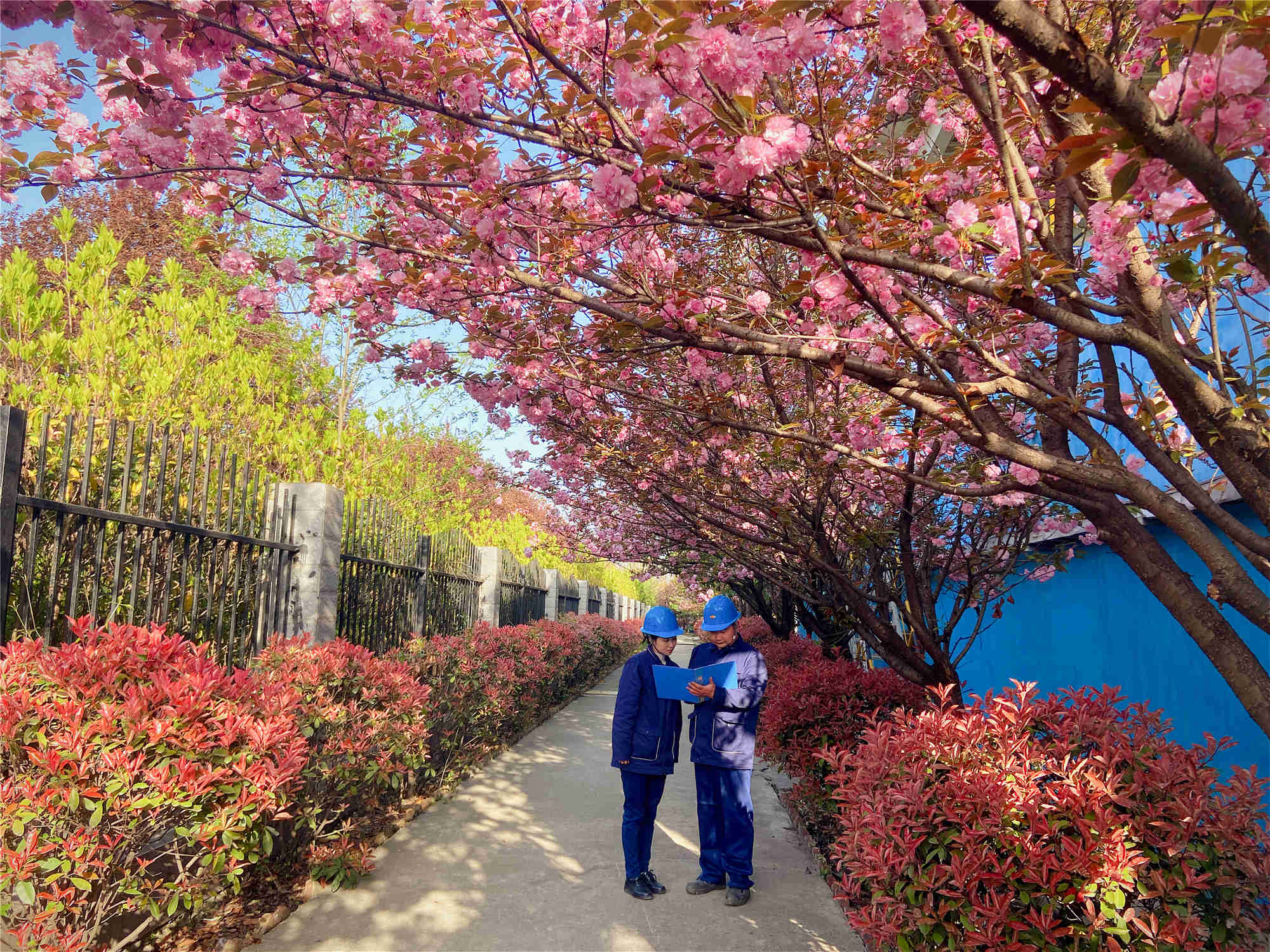 在钢城与春天相约 在钢城与春天相约