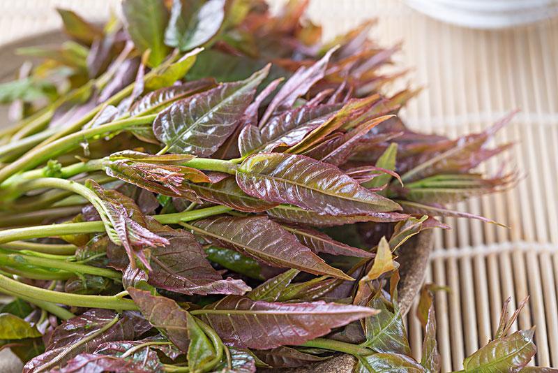 采摘香椿 品尝春鲜