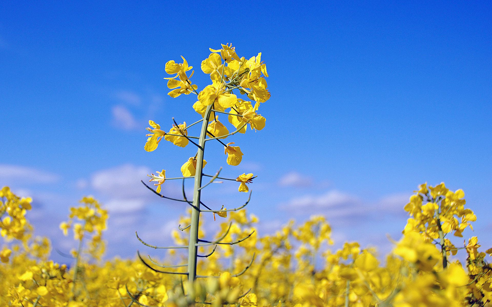 又是一年油菜花开 又是一年油菜花开