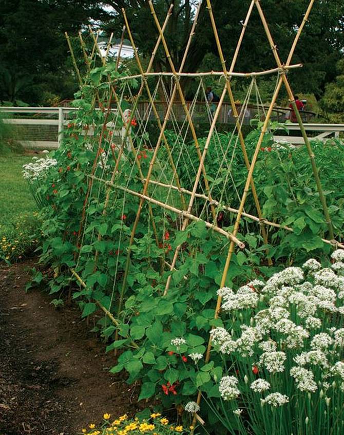 菜园子里的温情成长 菜园子里的温情成长