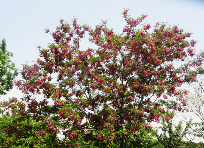 时光清浅 槐花情浓 时光清浅 槐花情浓