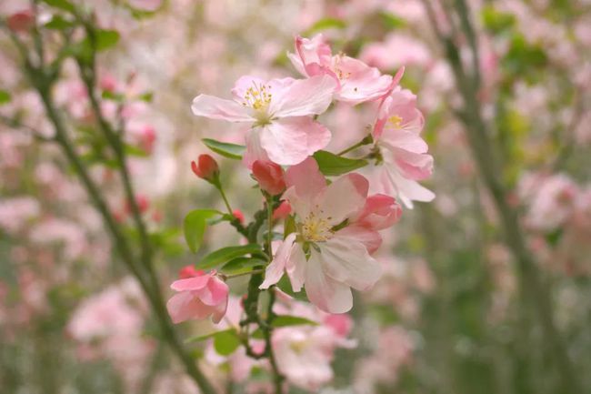 最美人间四月天