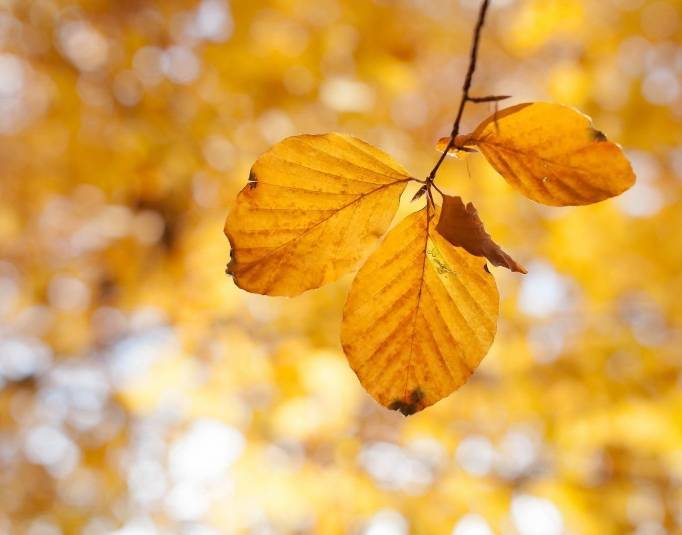 在平淡中体会“自在生活”