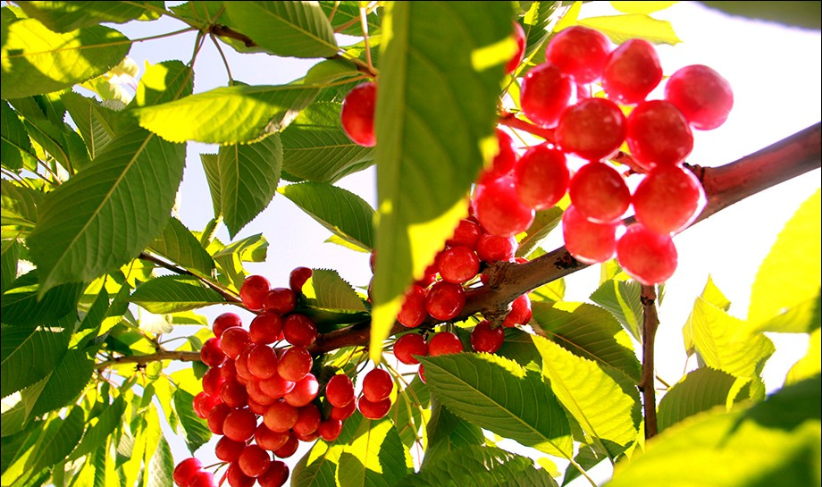 红了樱桃 甜了人心 红了樱桃 甜了人心