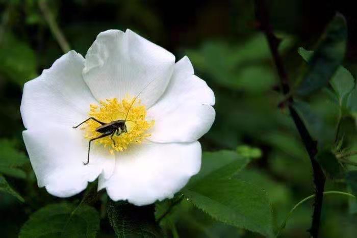 刺花飘香 不负好时光