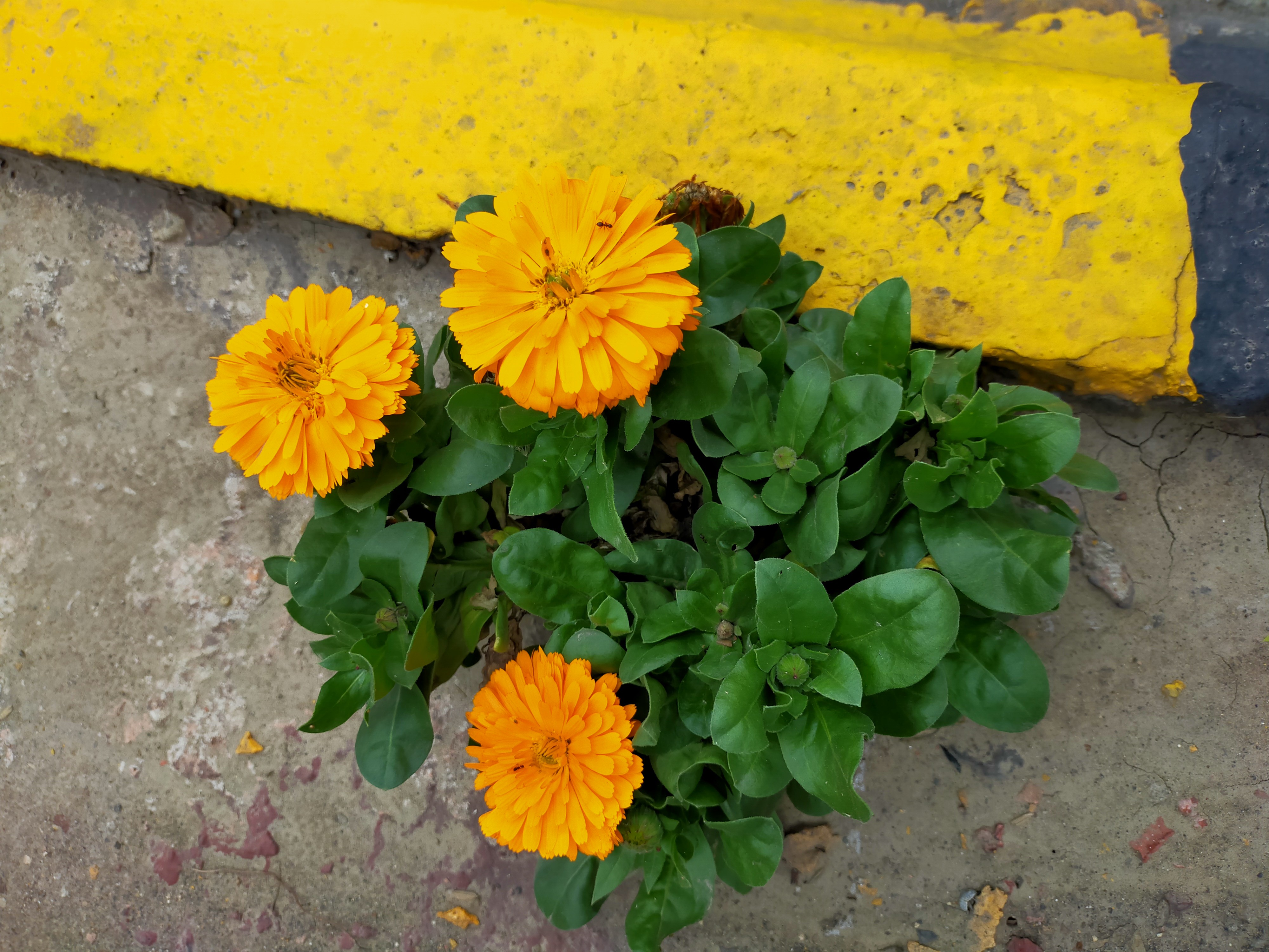 一株“野花”的感悟