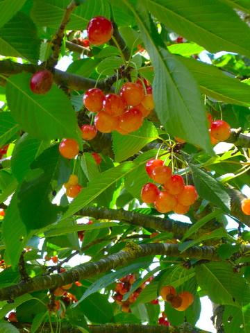 樱桃树的记忆 樱桃树的记忆