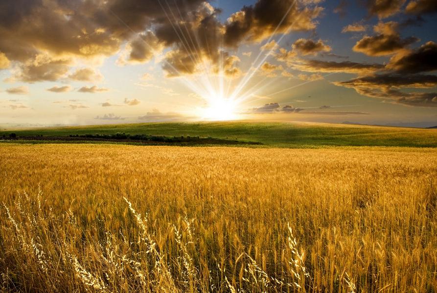 读《麦田里的守望者》有感