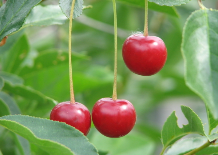 将尘劳抛却,携樱树而歌 将尘劳抛却,携樱树而歌