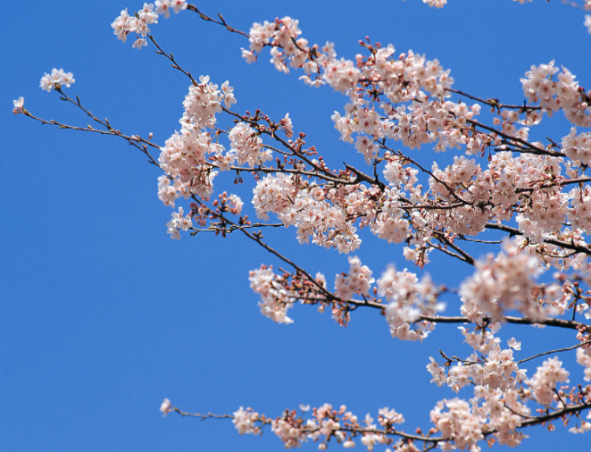 将尘劳抛却,携樱树而歌 将尘劳抛却,携樱树而歌