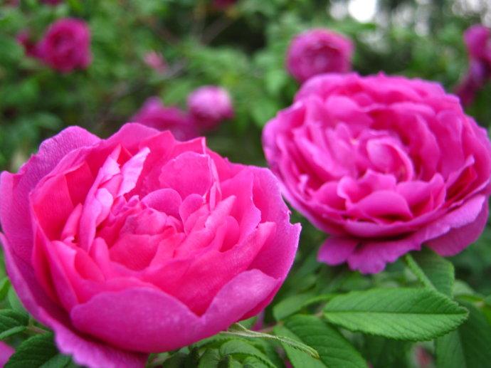 五月鲜花别样红