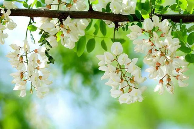 记忆中的春雨，童年里的槐花