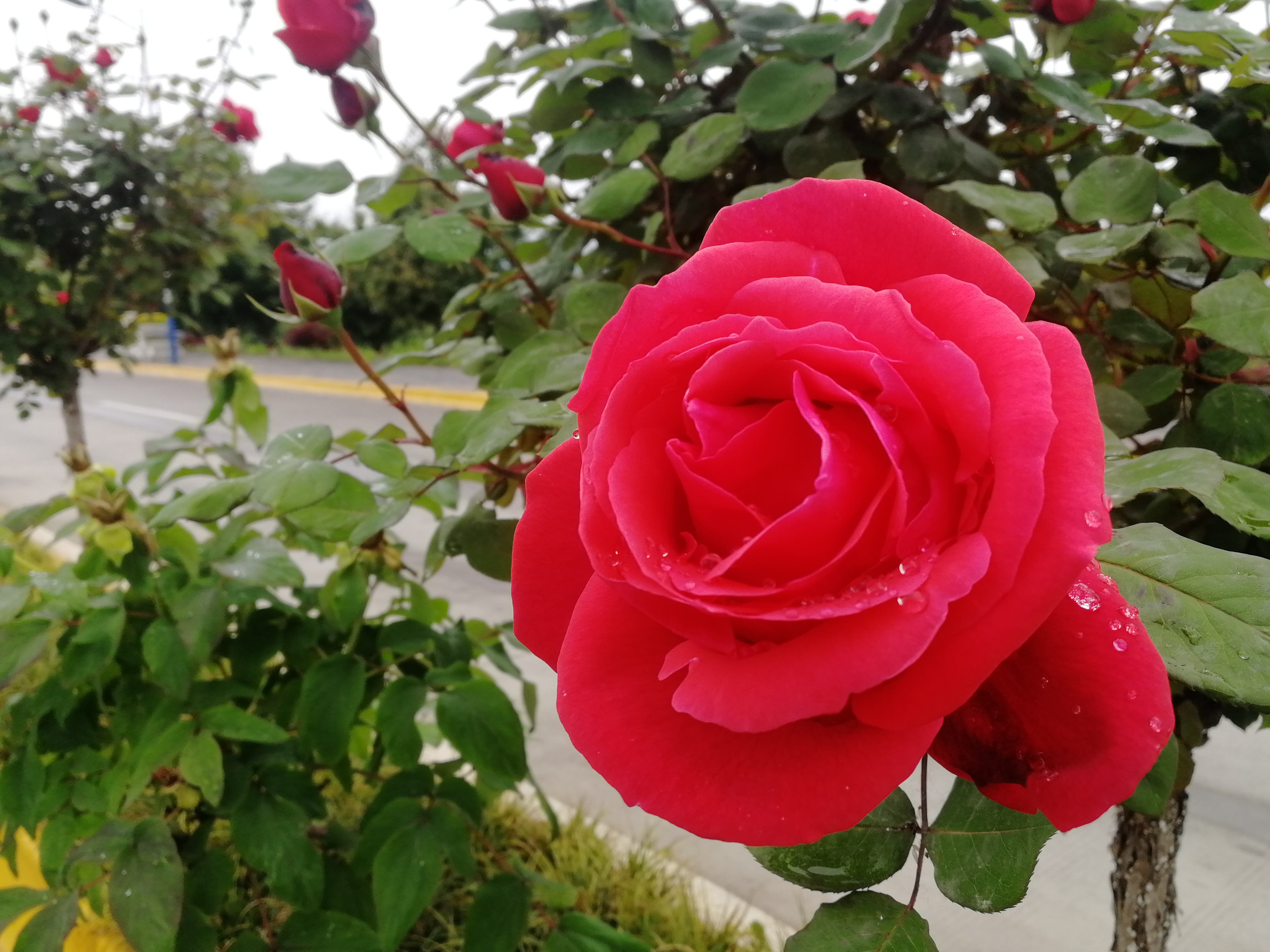 看这里，月季好美