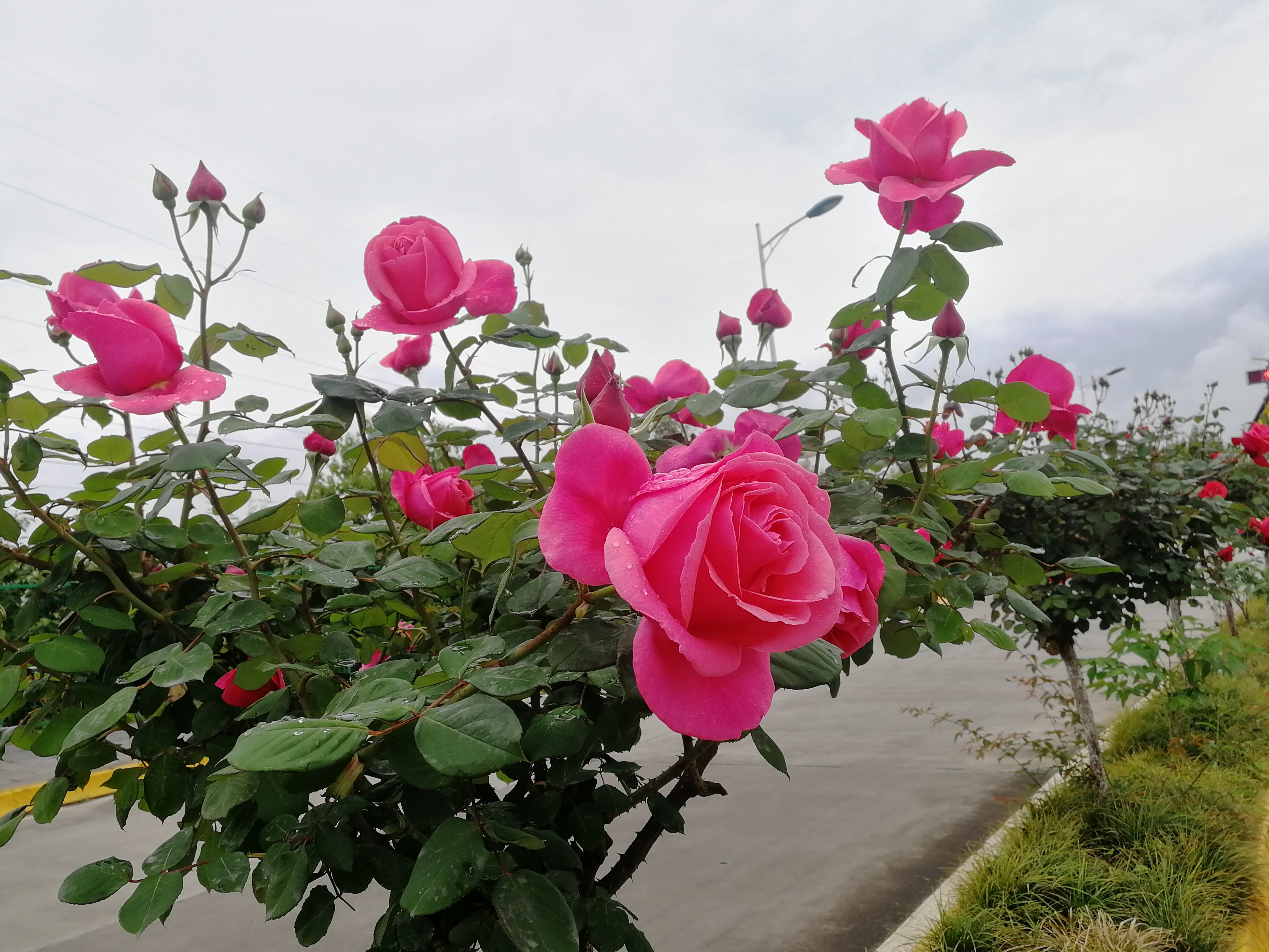 看这里，月季好美