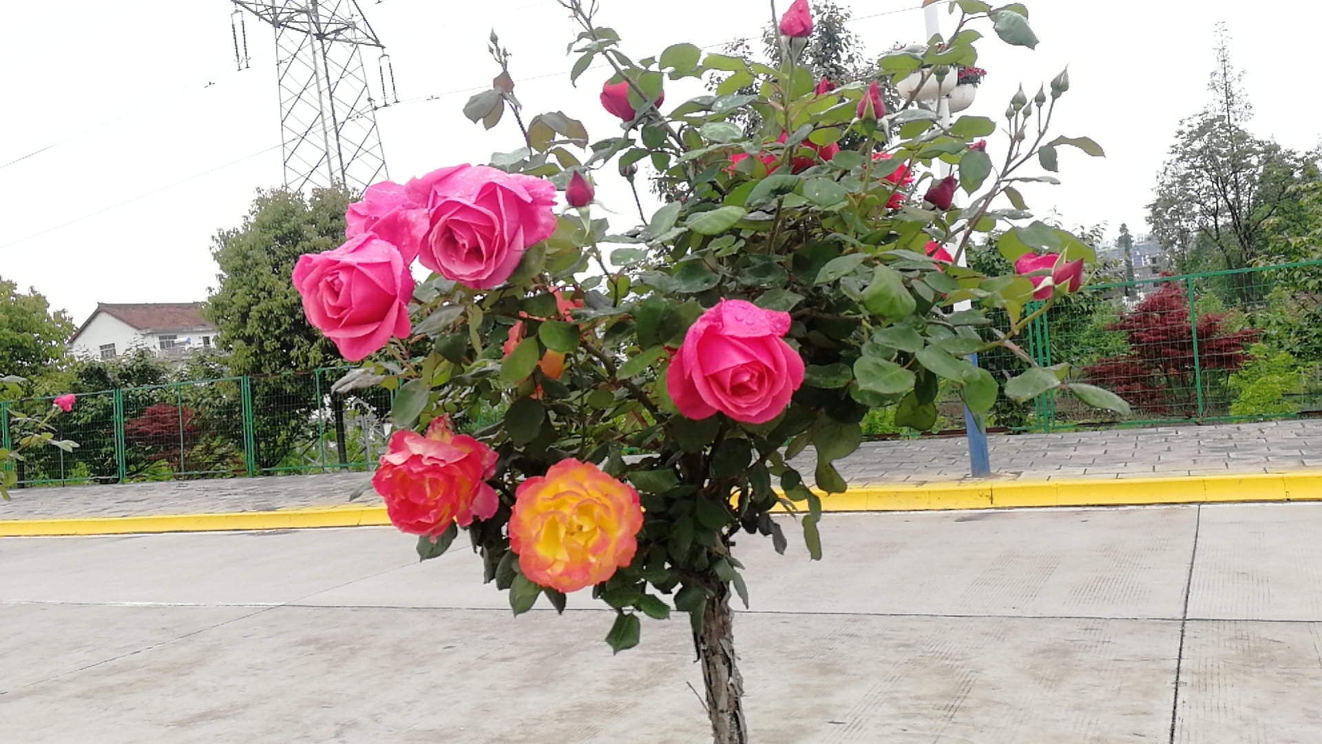 看这里，月季好美