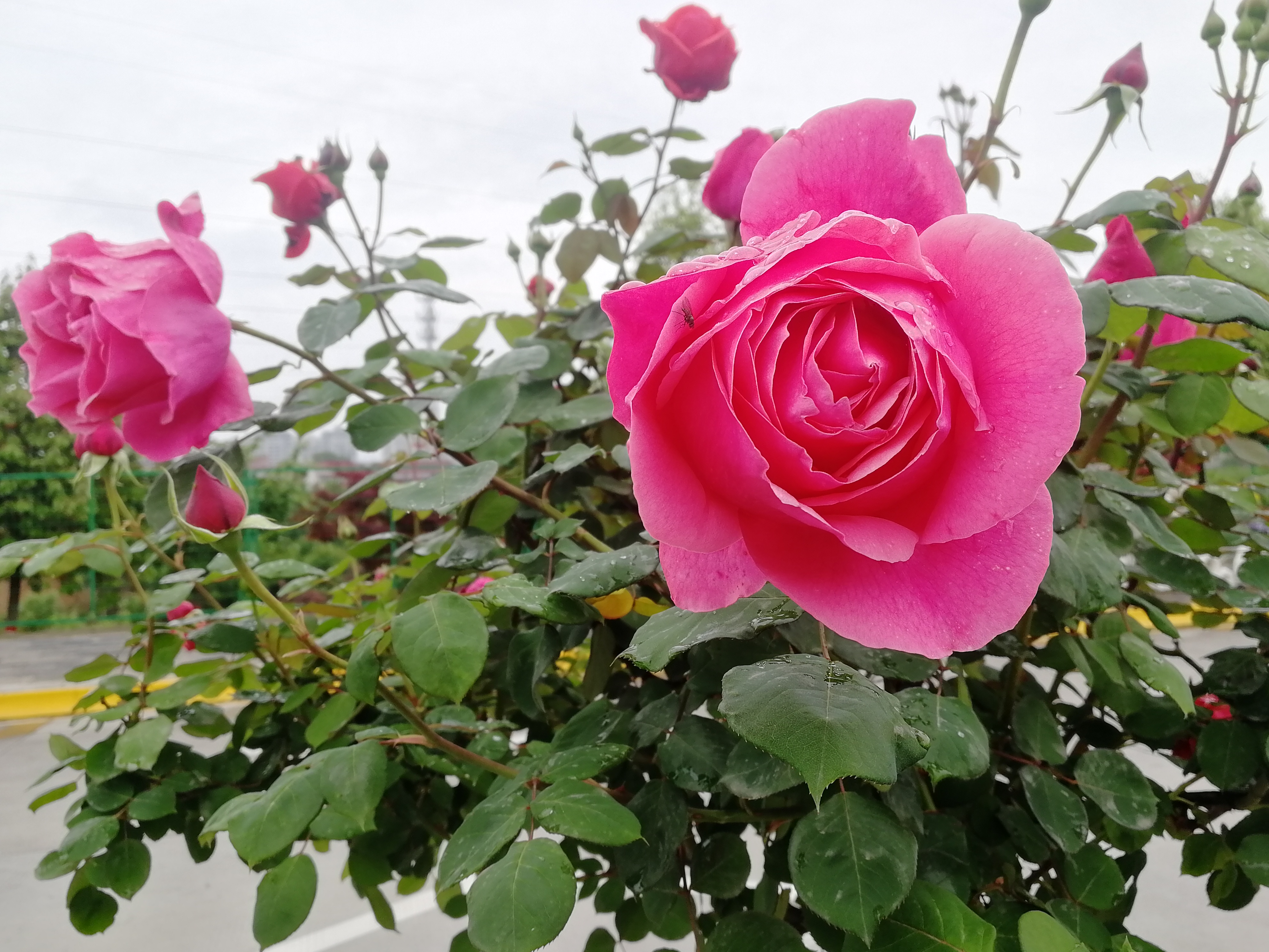 看这里，月季好美