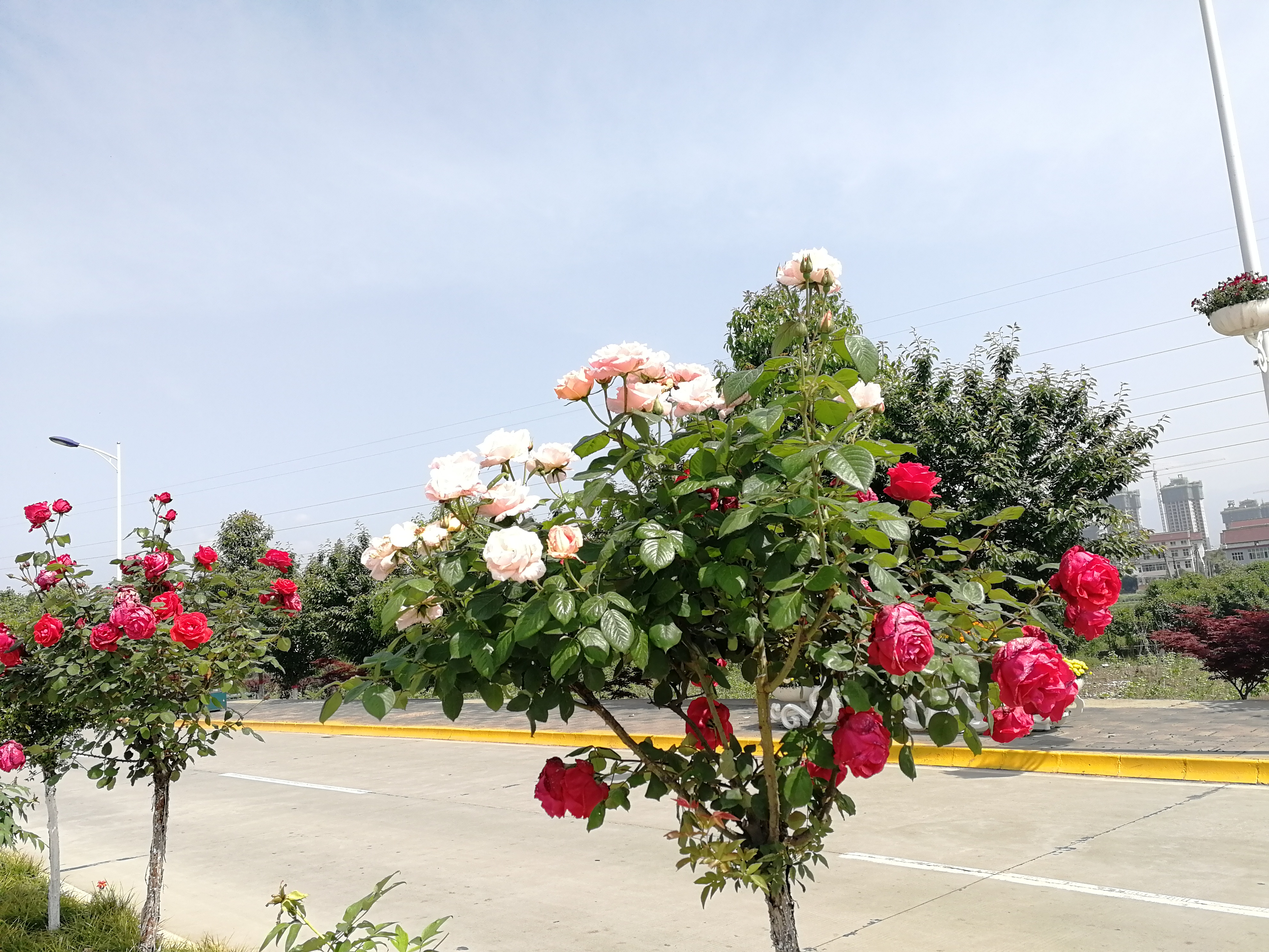 看这里，月季好美