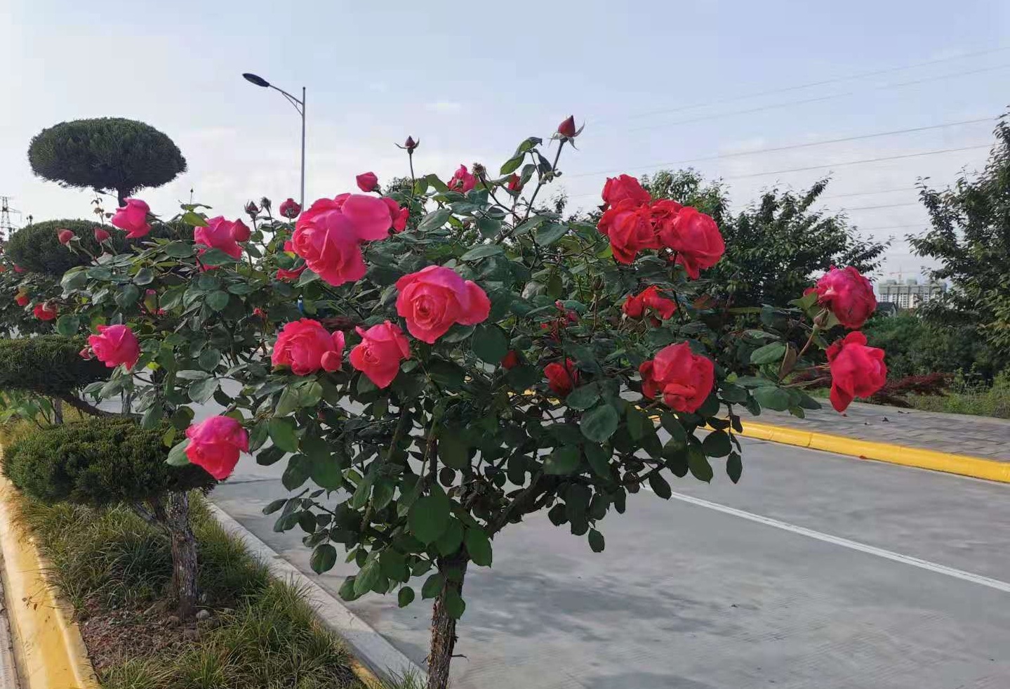 看这里，月季好美