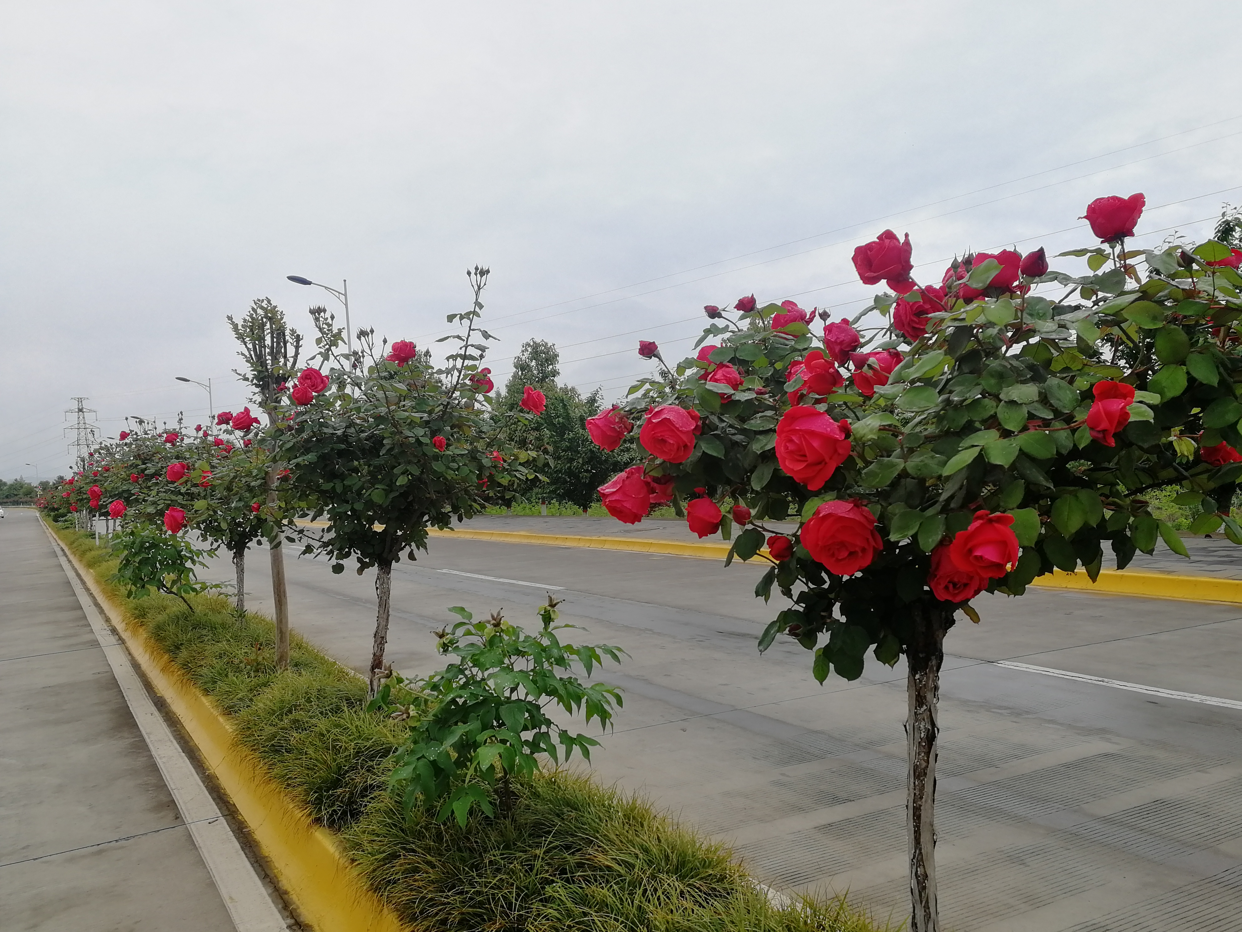 看这里，月季好美