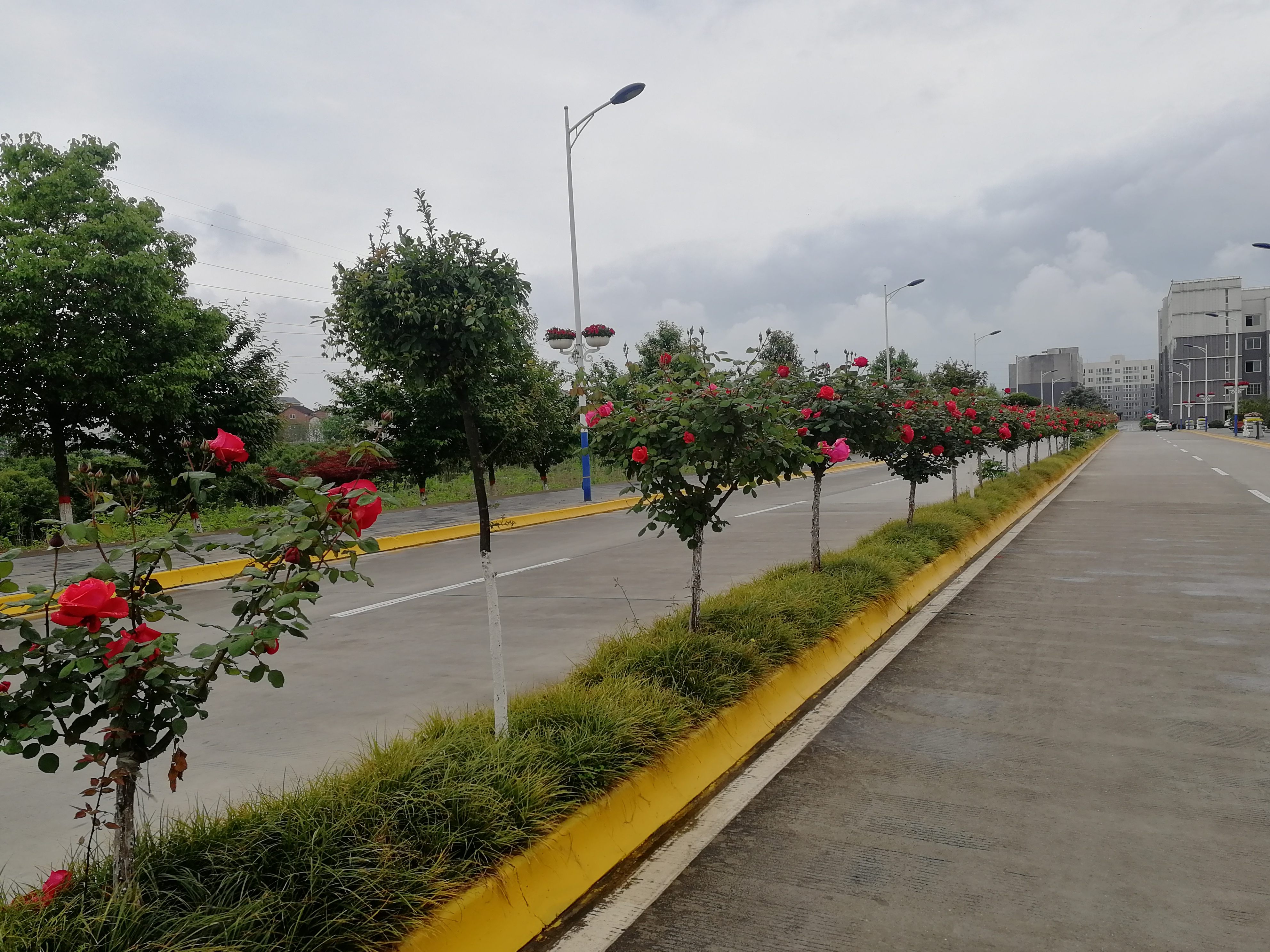 看这里，月季好美