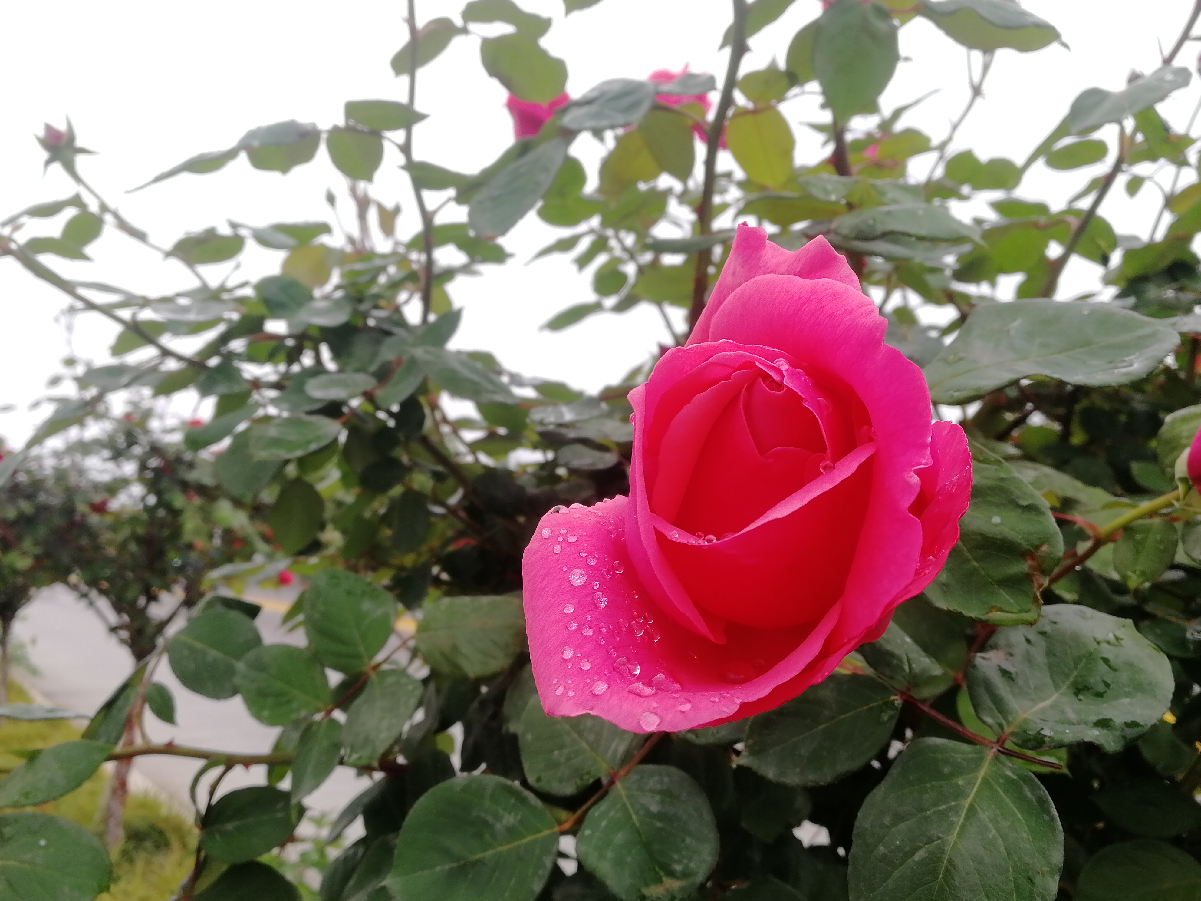 看这里，月季好美