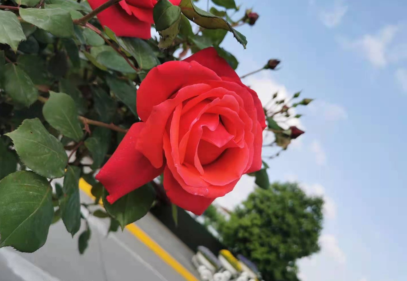 看这里，月季好美