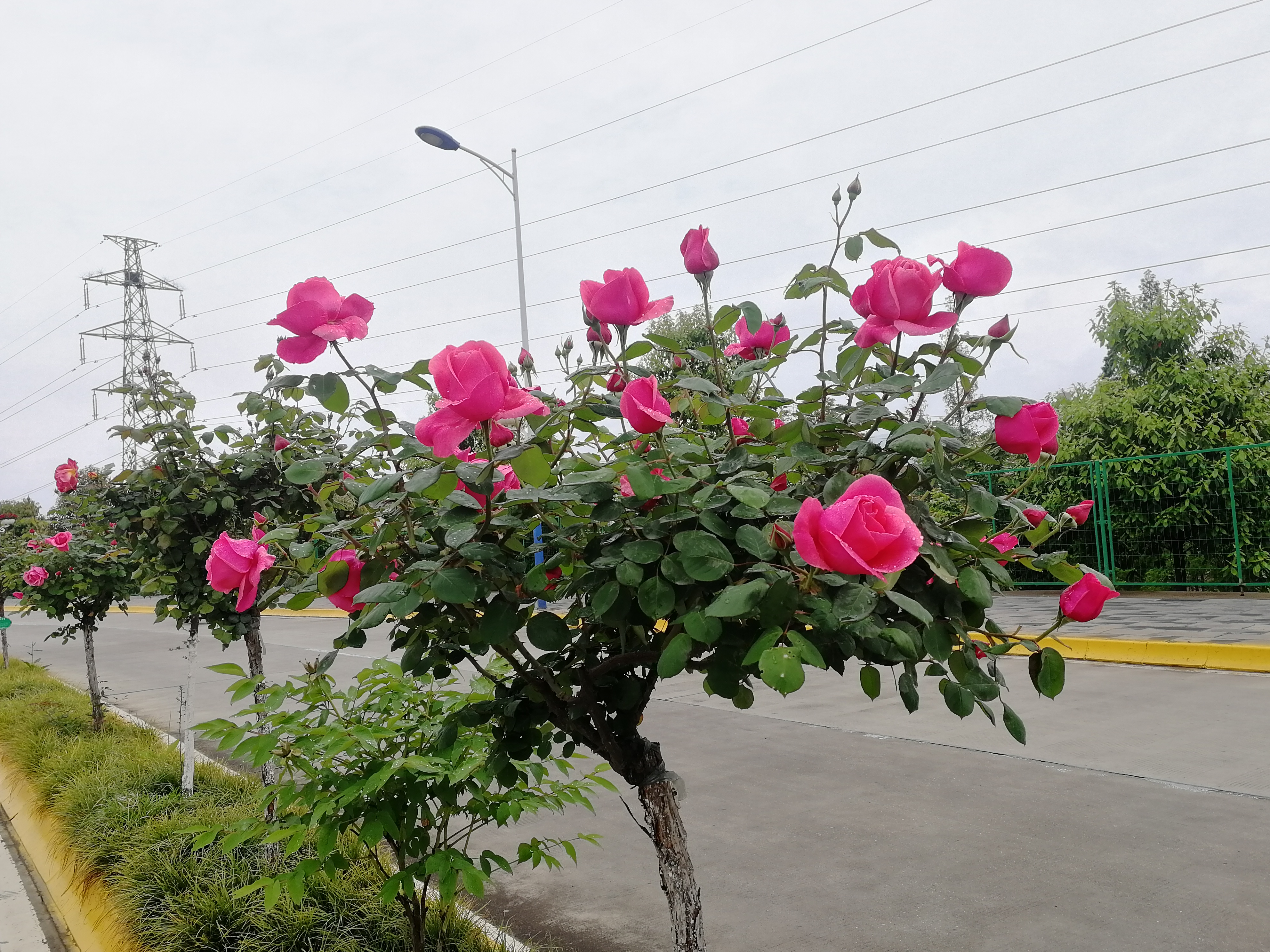 看这里，月季好美