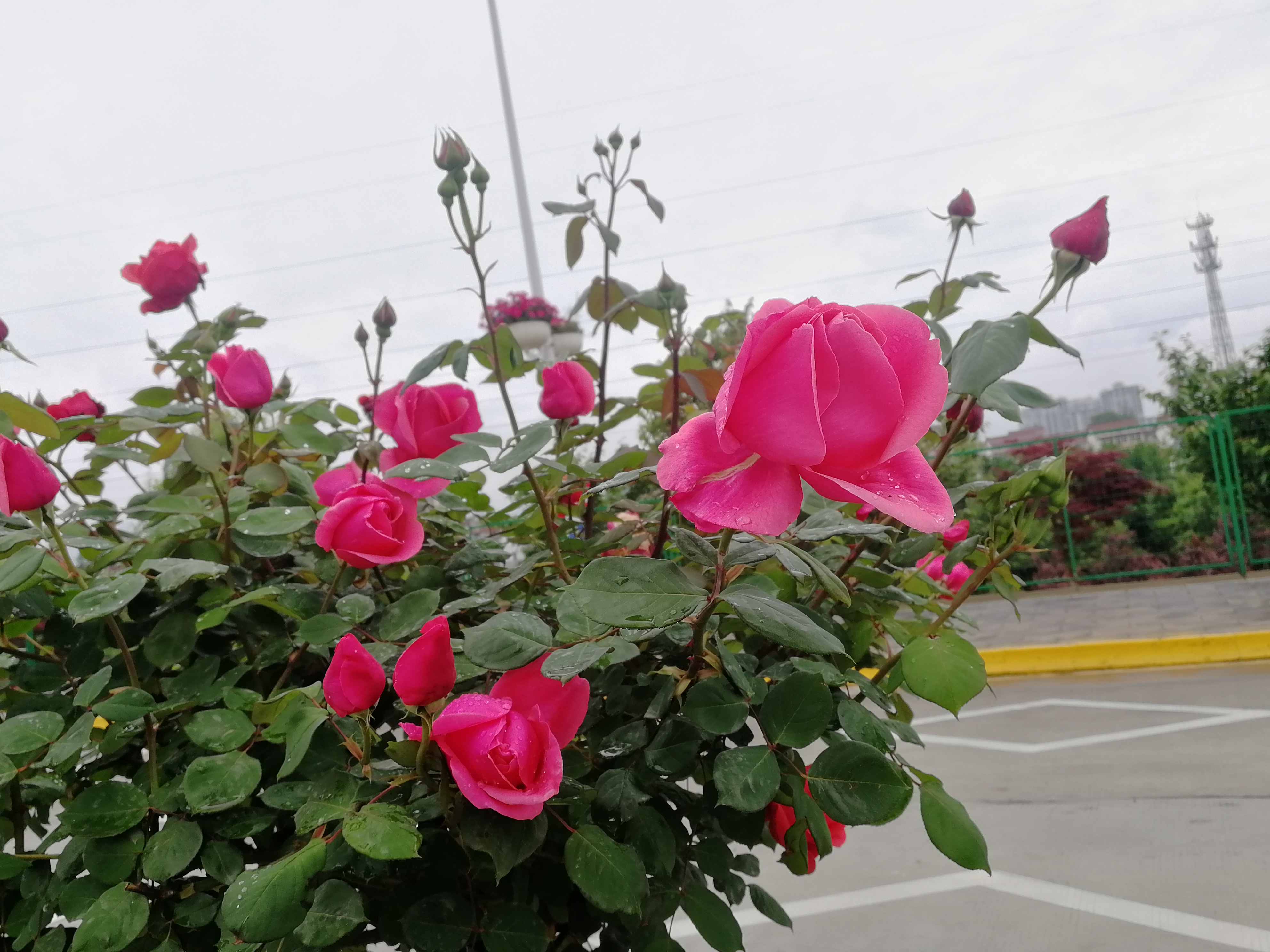 看这里，月季好美