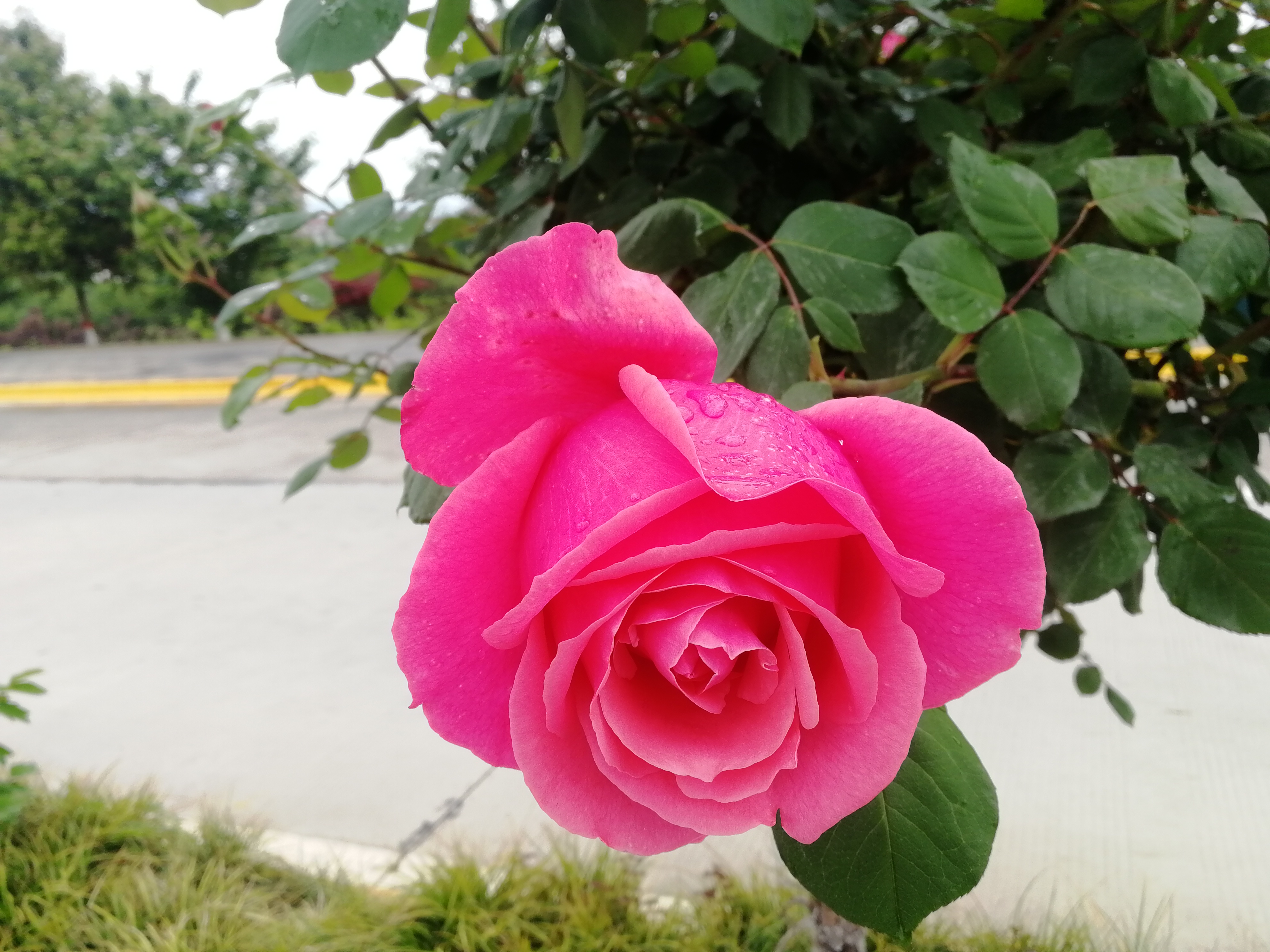 看这里，月季好美