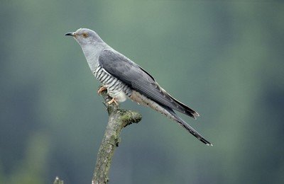 布谷声声啼夏来