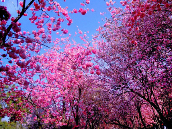 五月的樱花与钢花