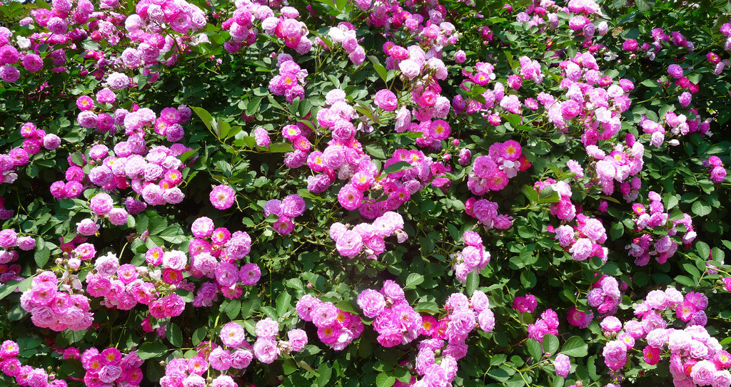 花开花落 花开花落