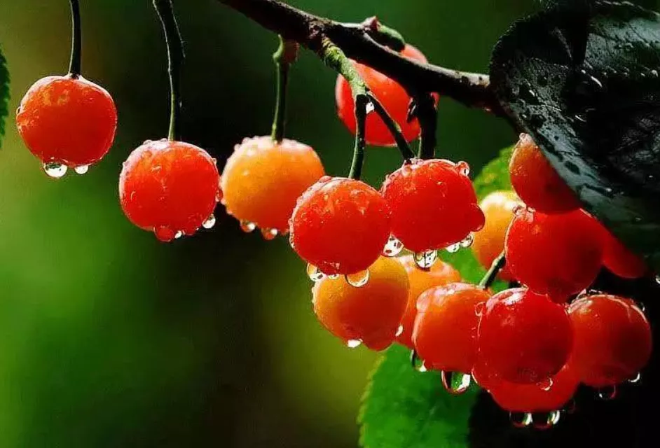 满园樱桃雨带红