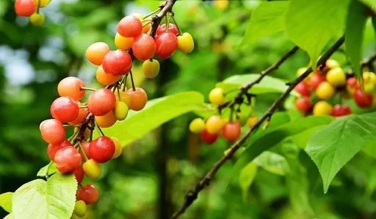 满园樱桃雨带红