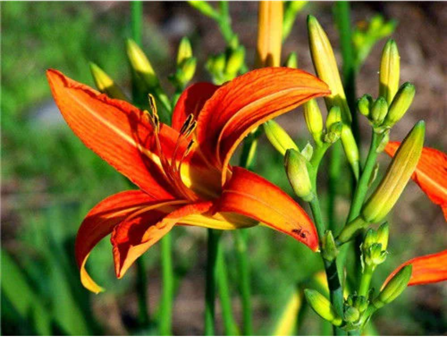 无边母爱萱草情 无边母爱萱草情