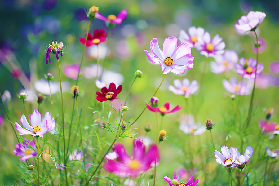 它,悄然地来了 它,悄然地来了